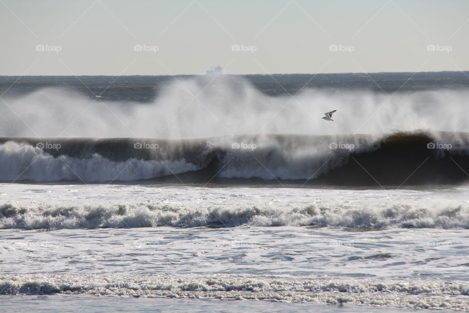 Seagull flying past a breaking wave