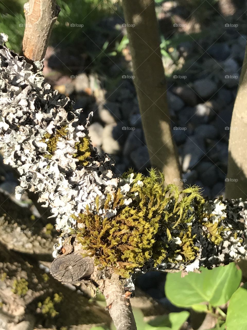 Moss on an old tree branch