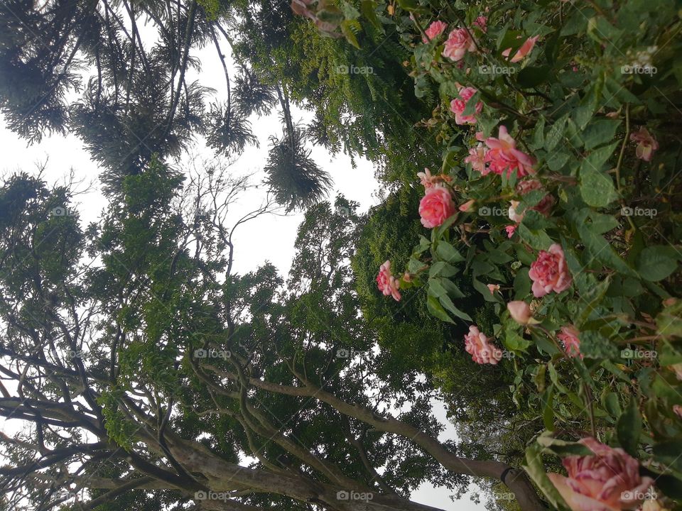 nature... pink roses