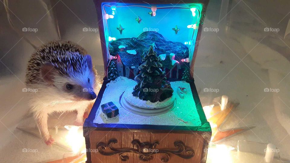 Hedgehog Christmas