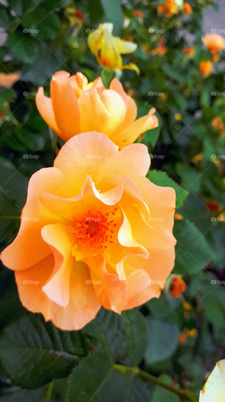 Orange Rose Against Green Leaves