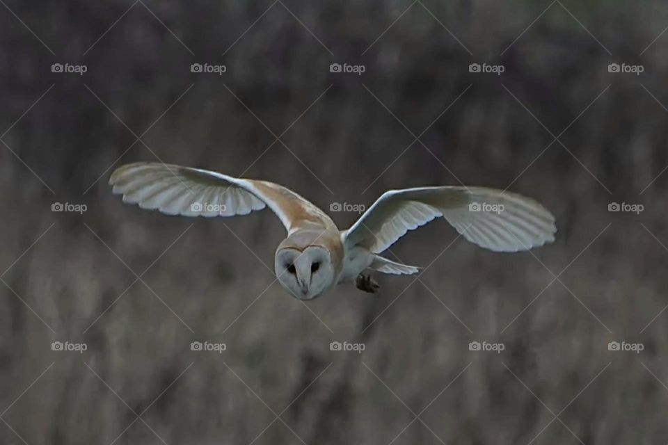 A close up of a barn owl