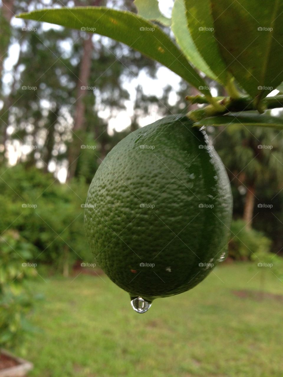 Lime and raindrop