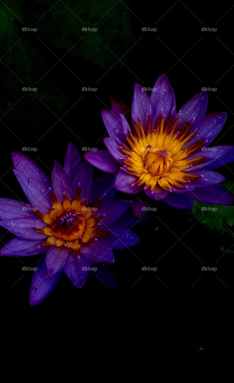 naturelove, beautiful, colorful, purple, flowers, yellow, lovely