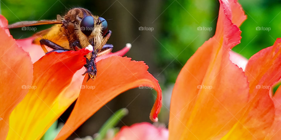 Horsefly chilling on a colorful orange and red flower on summer day