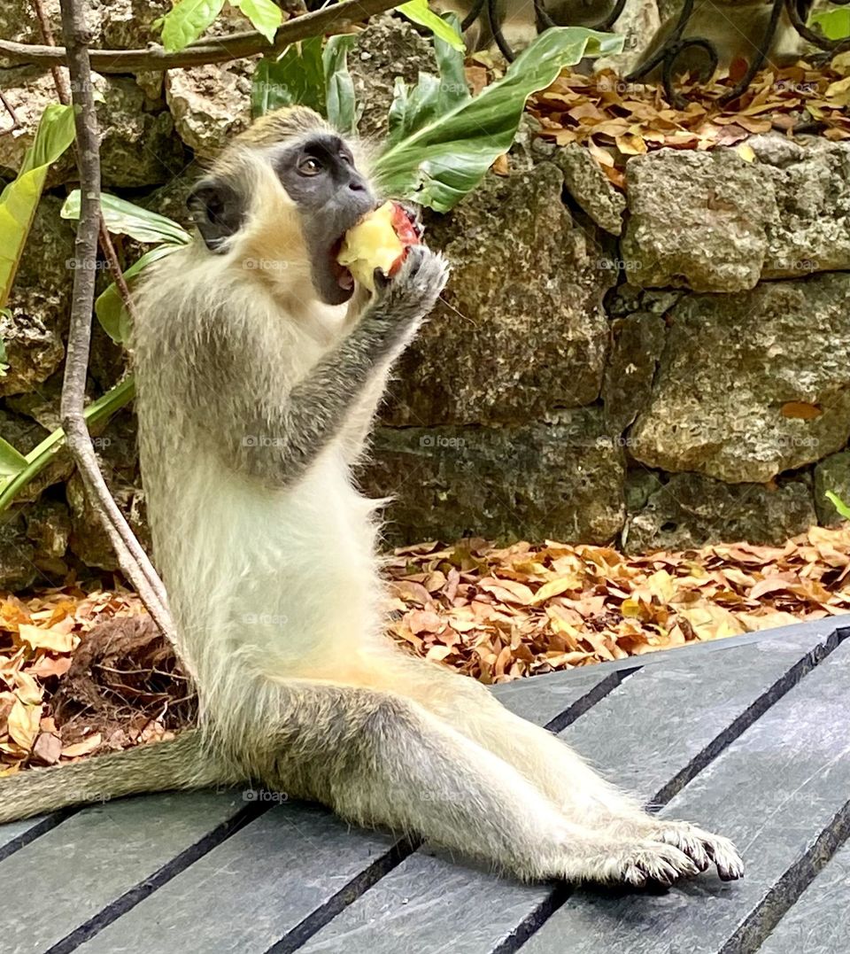 Green Monkey eating apple, Barbados rainforest 