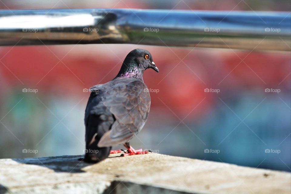 pigeon on my balcony