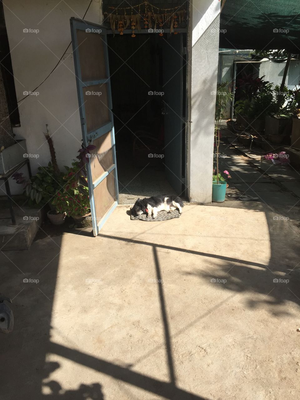 This little girl always waits for me at this day i had night shift and when i arrived i saw this- taking nap in summer and waiting for me "I thing we don't deserve their love "  all animals live their live for short period so instead of throwing stones at them we should love them 