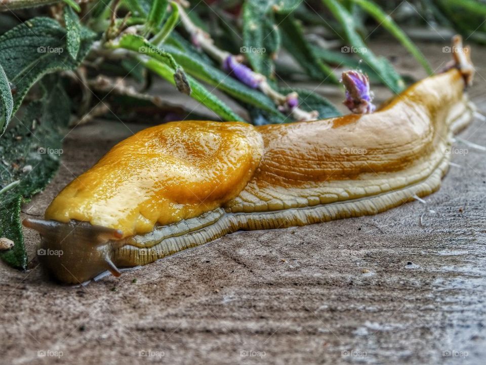 Banana Slug