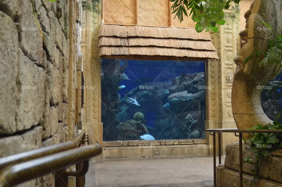 Shark reef