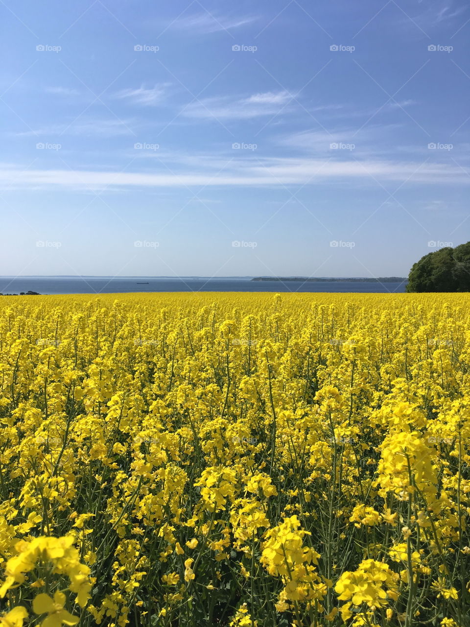 Yellow field, Skåne landscape, Sweden