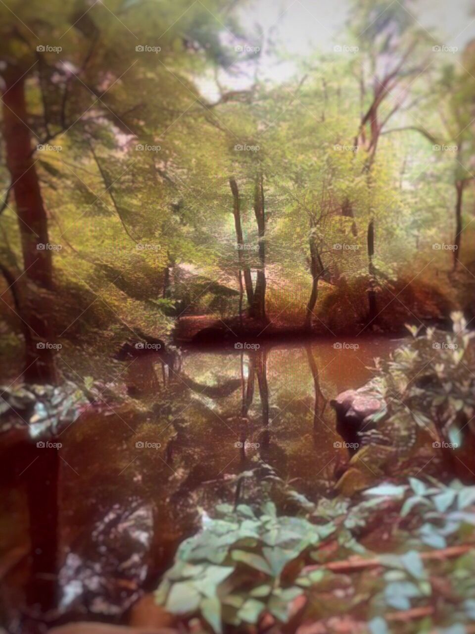 Nature/Landscape, The Ramble - Central Park, New York City. Instagram,@PennyPeronto