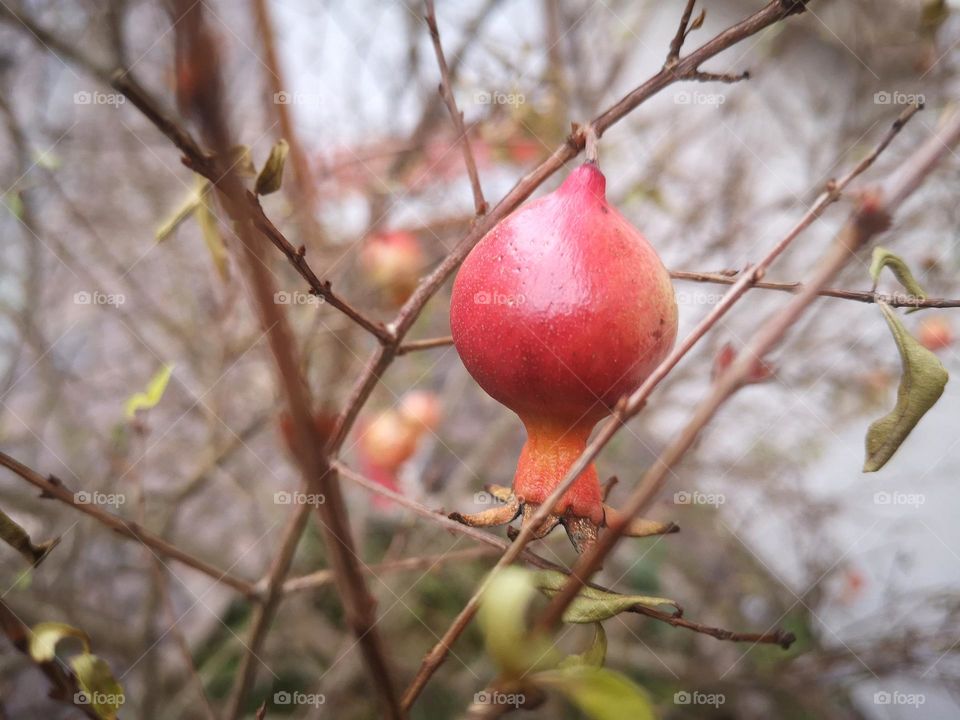 Granatapfel