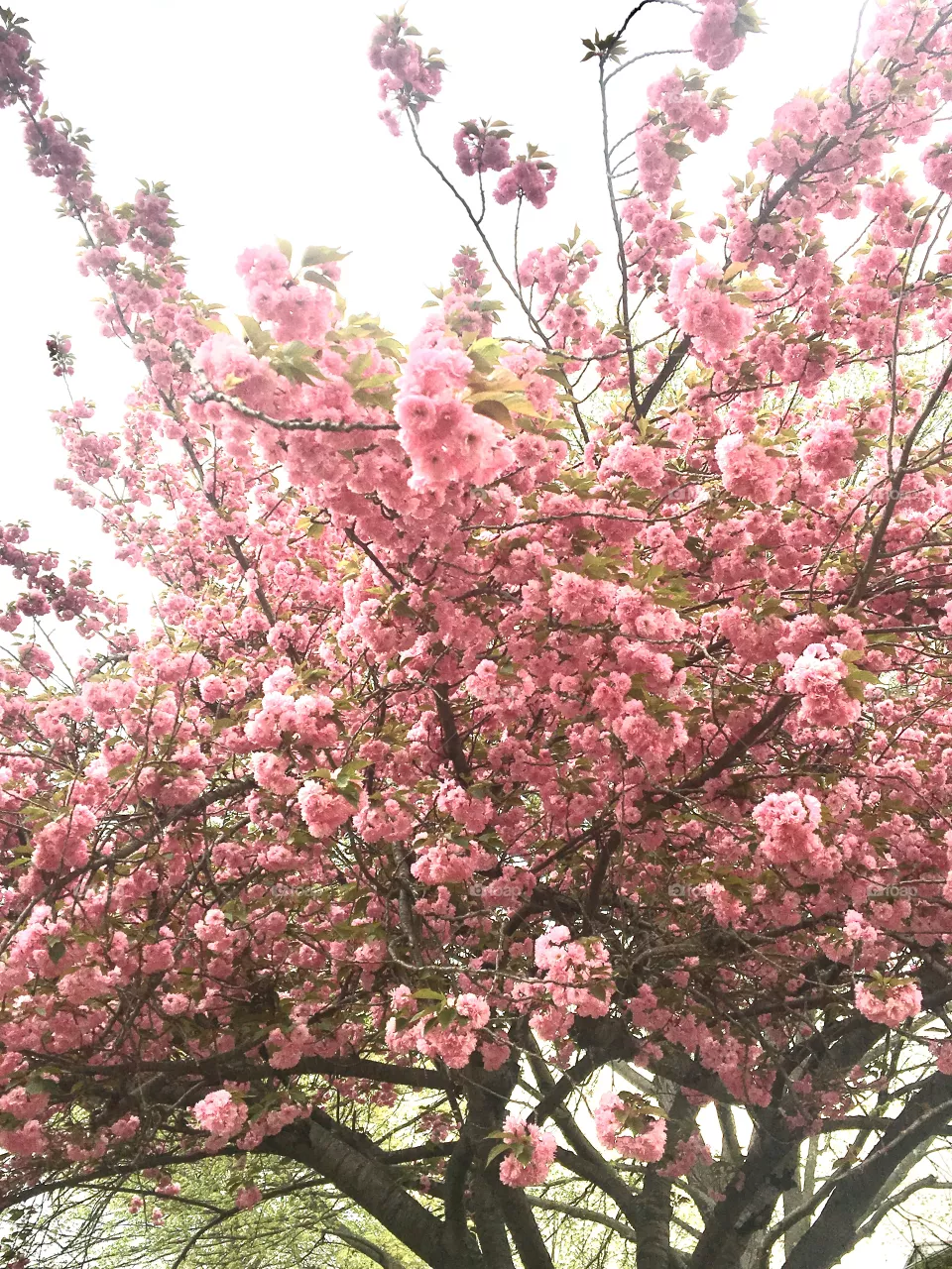 Spring 🌸