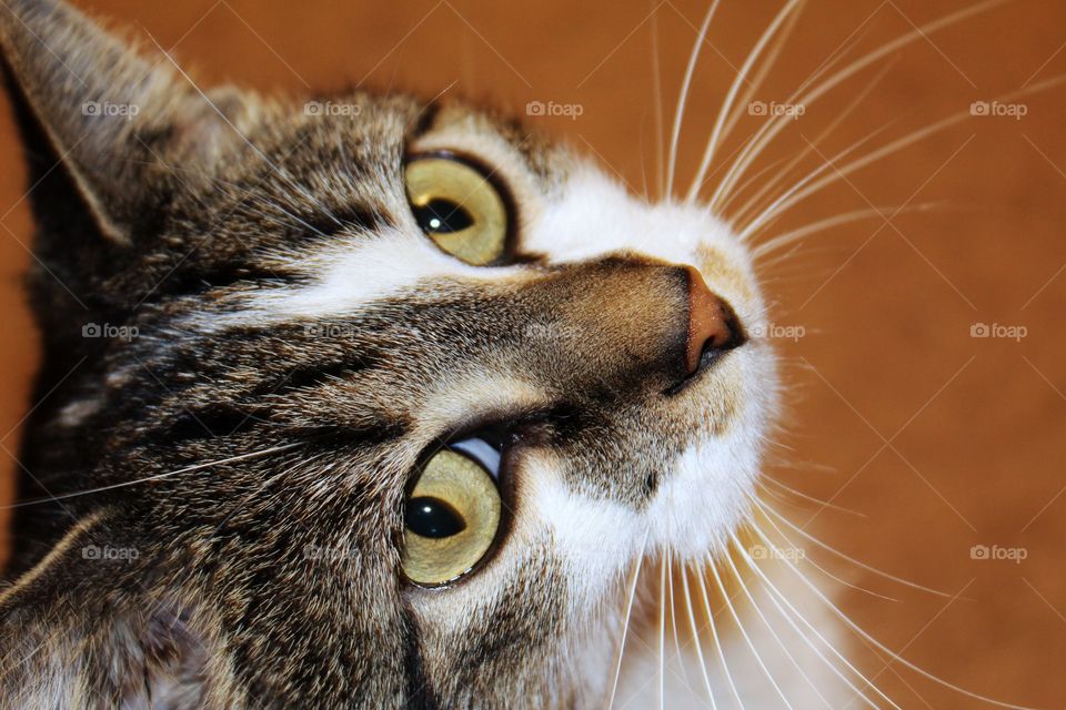 Big beautiful cat eyes. 