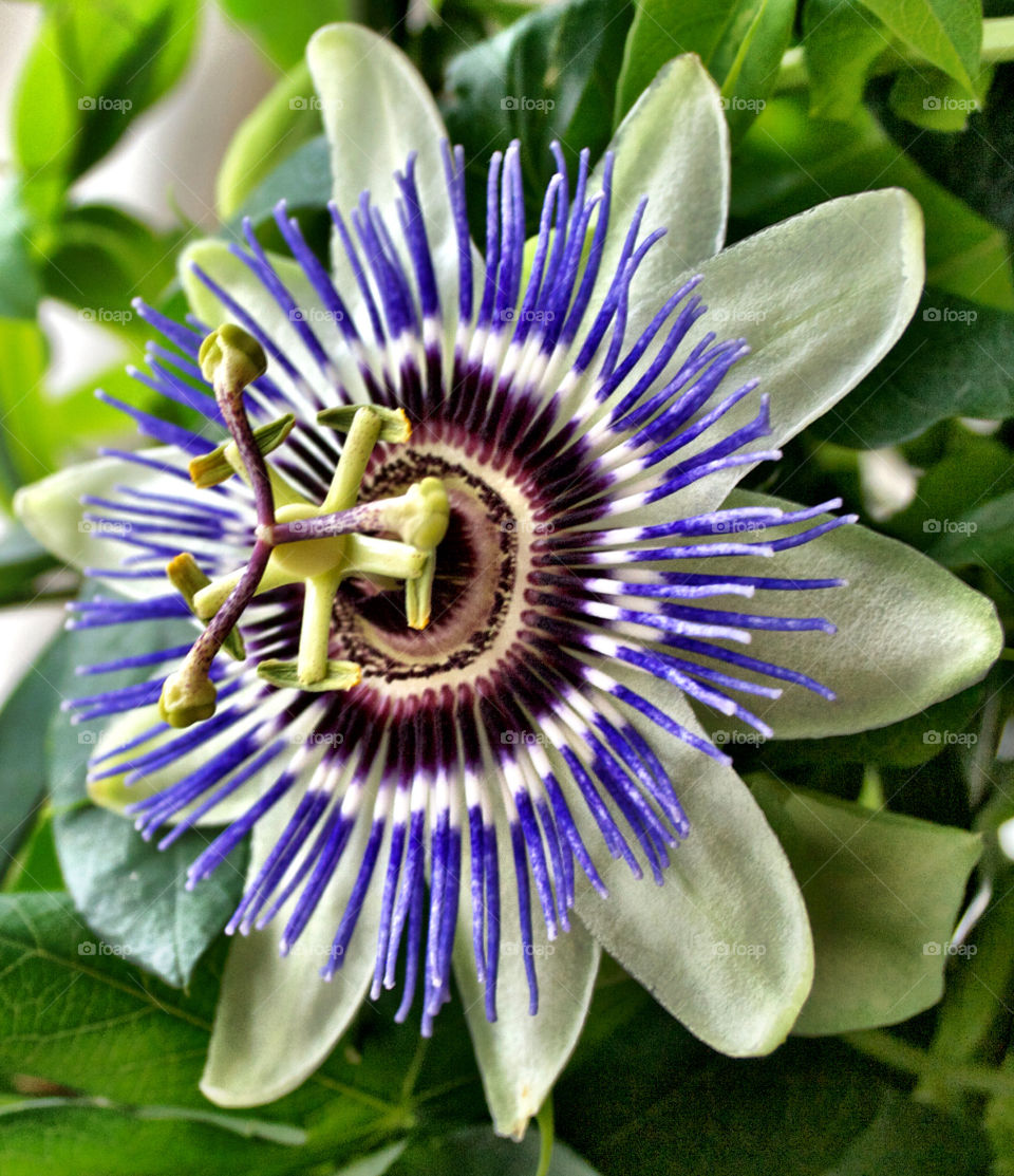 Passionflower