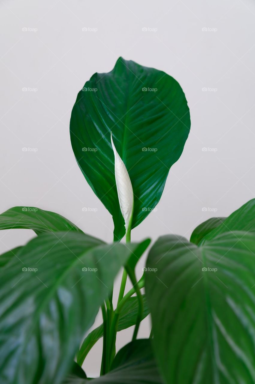 Peace lily (Spathiphyllum)