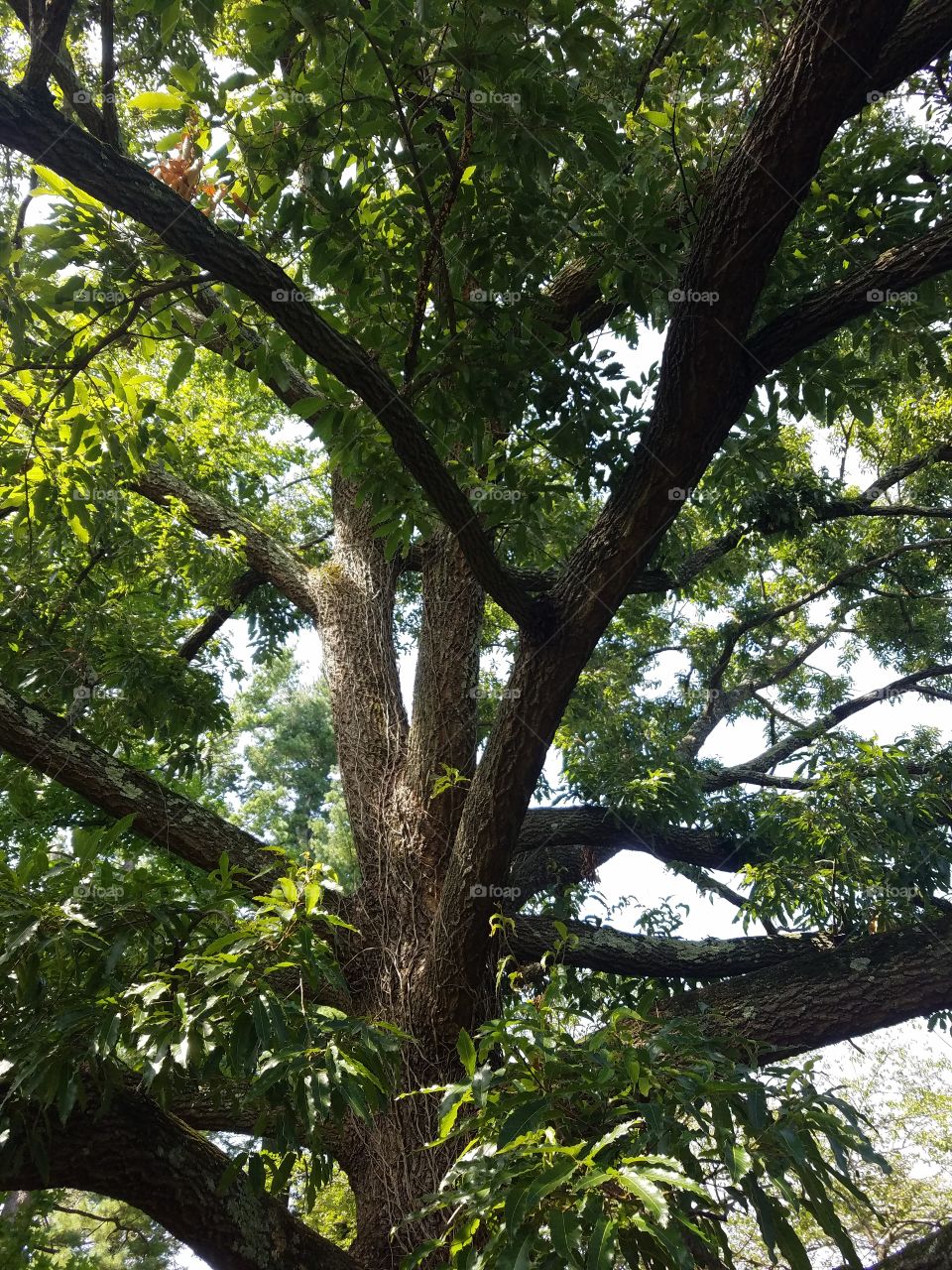 Planting Fields Arboretum State Park, Oyster Bay, NY - August 2017 - Taken on Android Phone - Galaxy S7 - Exploring the Grounds on a Lazy Sunday near the end of Summer