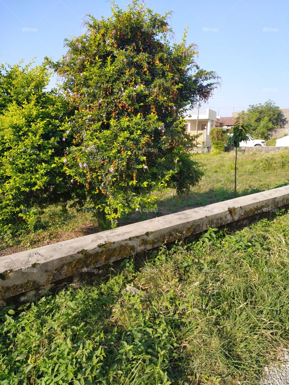 Our planet is faced with the toughest times at present for several reasons both natural and man-made. On the other hand nature is at its best with the treasure of all its colours coming out everywhere