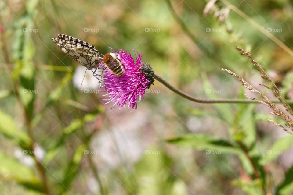 Butterfly and bee feeding from same flower