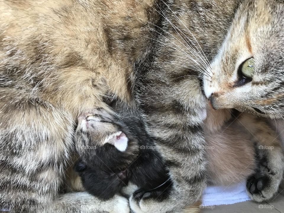 Mama cat and her kittens