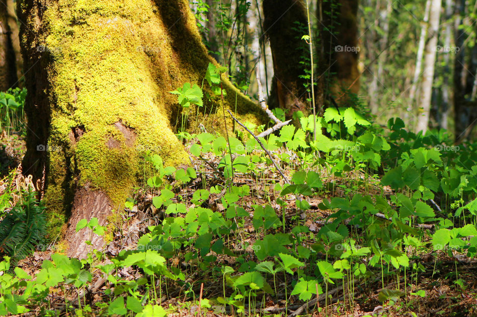 The afternoon Spring light shining through the forest made beautiful shadows and contrast with emerging new plants and mosses in myriad shades of green.