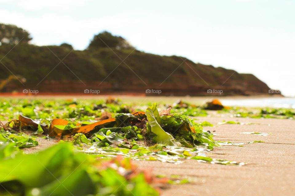 Seaweed littering the beach