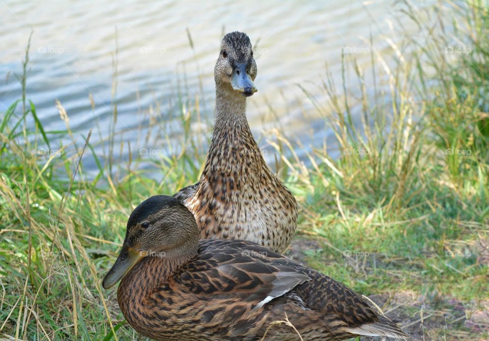 duck and duckling beautiful portrait