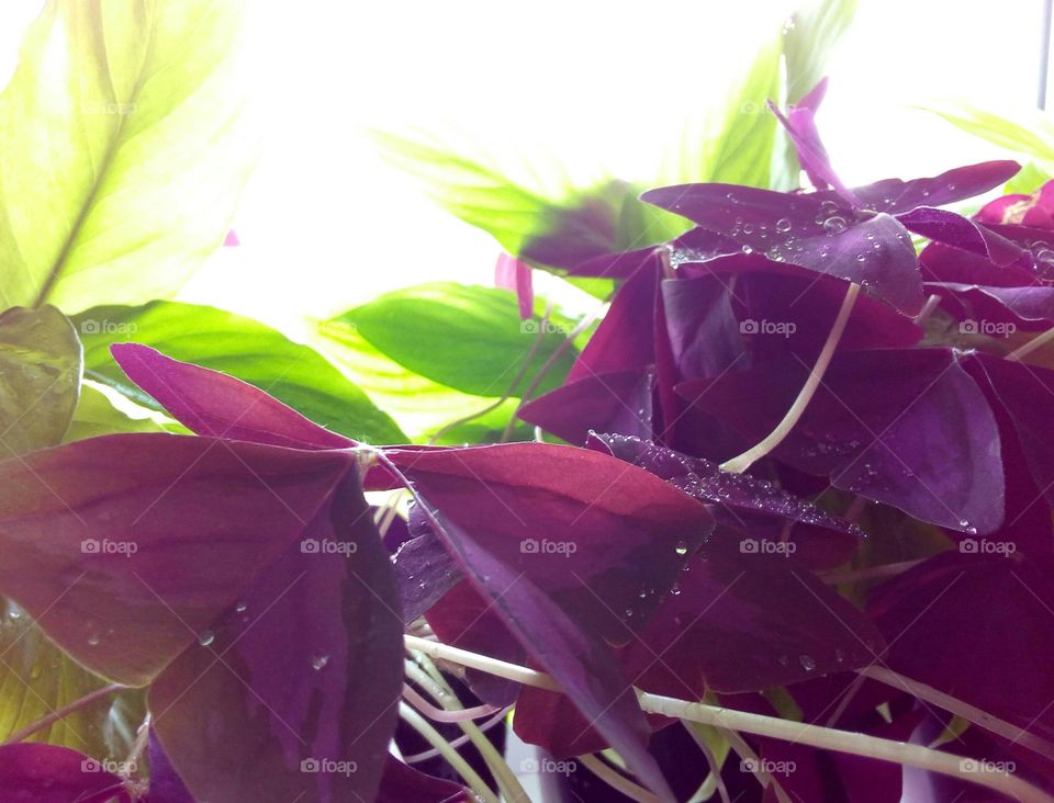 gren and purple leaves of house plants