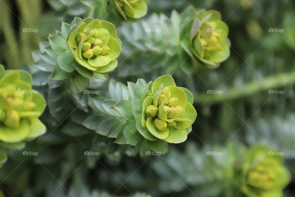 Green plant closeup