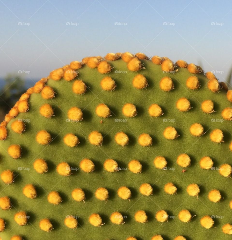 Cactus with dots instead of tags