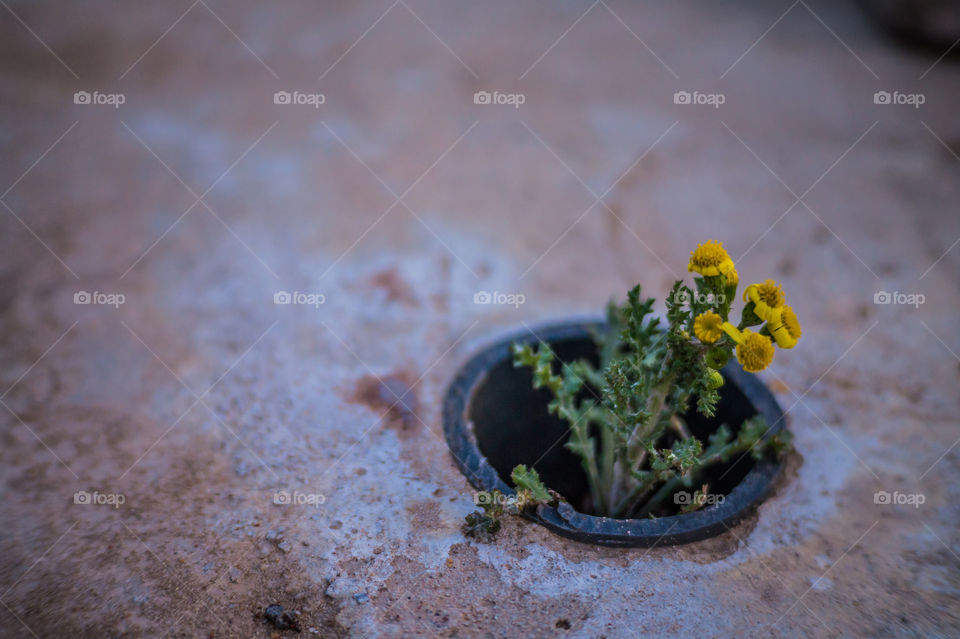 A bush of yellow flowers grew in a pipe in spring