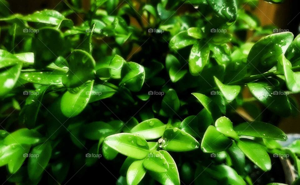Boxwood