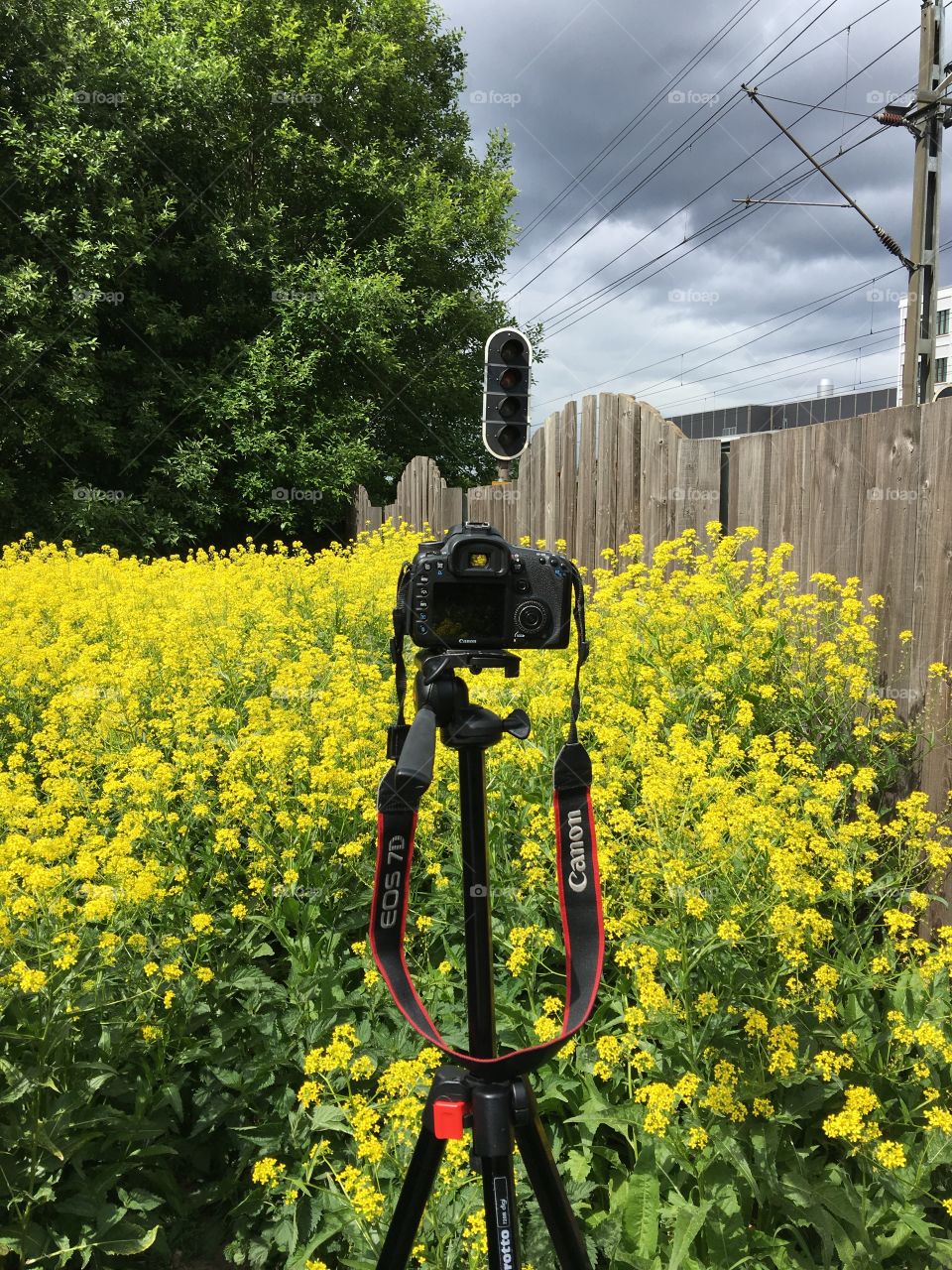 Shooting with the photo camera of rapeseed flower