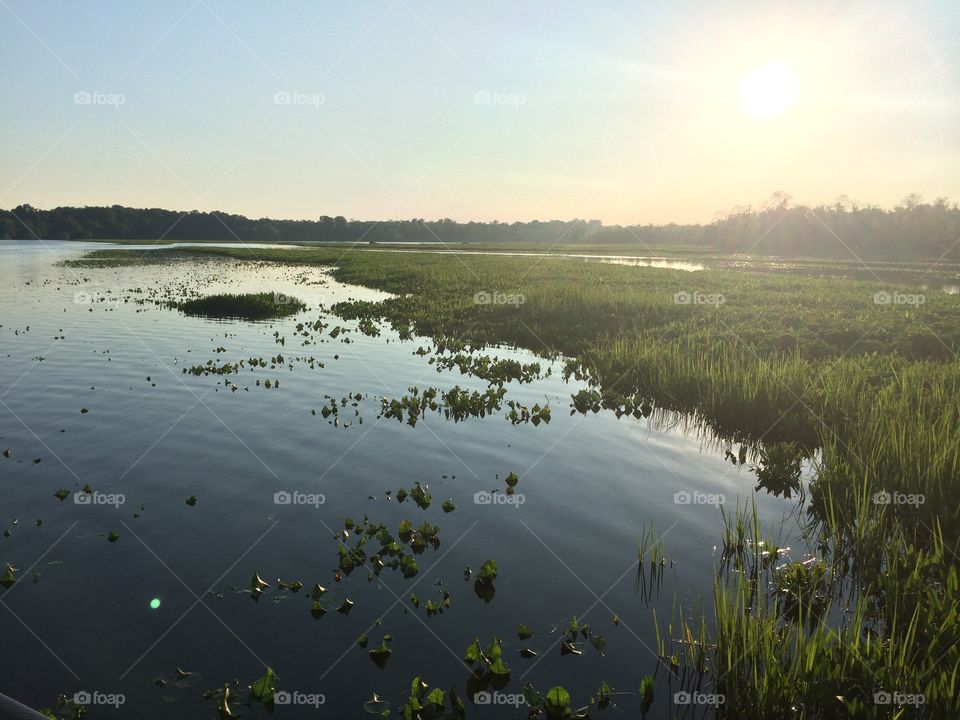 Marshland 