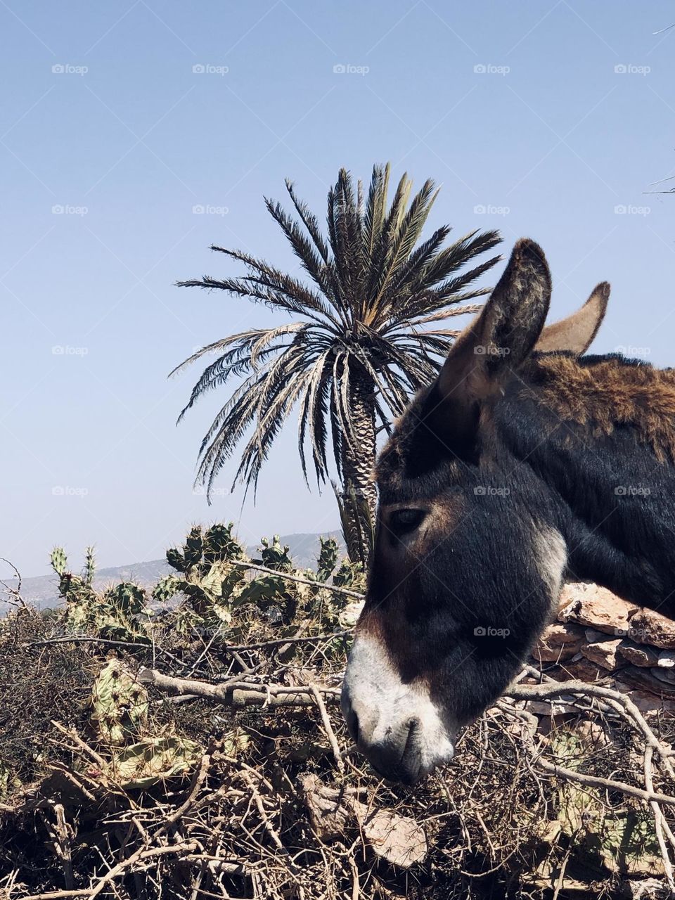 Beautiful donkey and nice palm tree