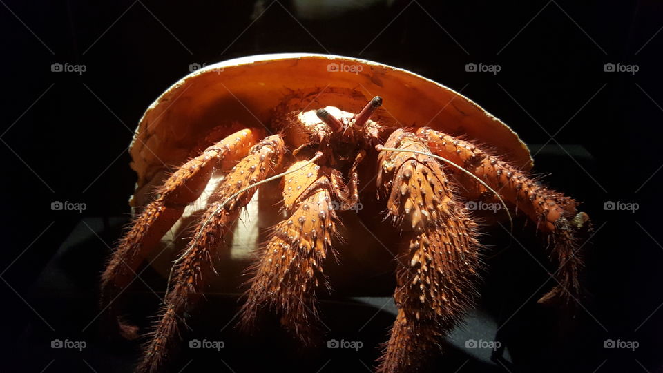 crab