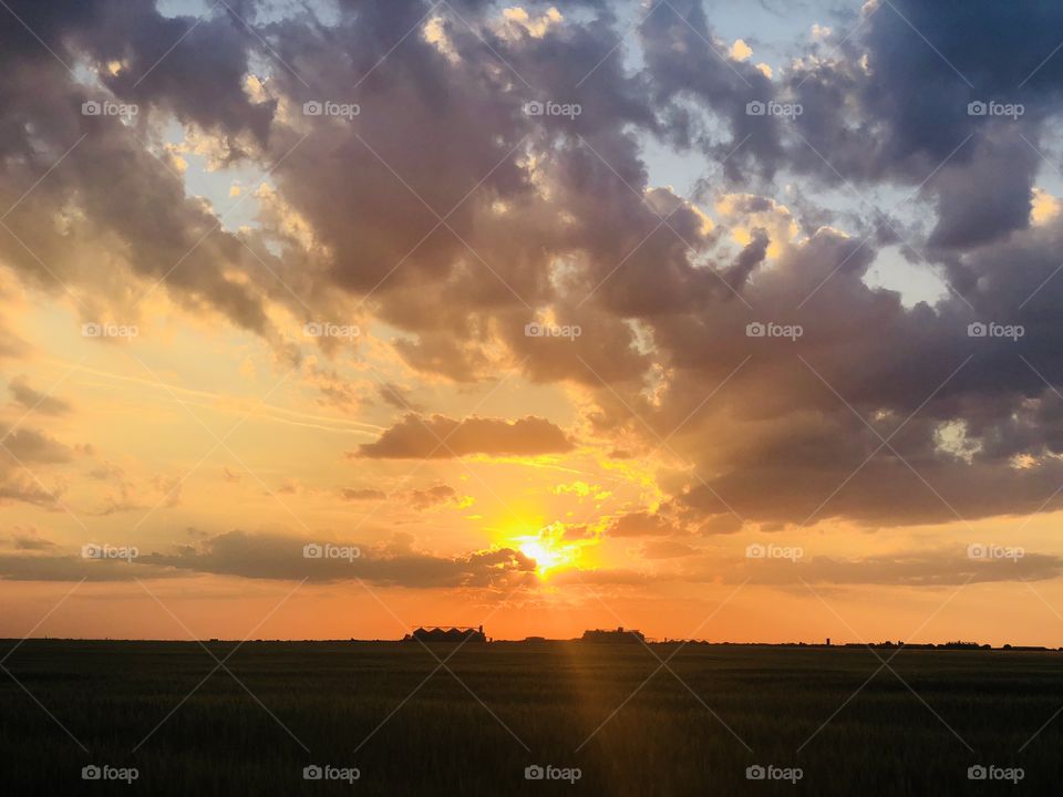 Beautiful golden hour over a wheat field in summer