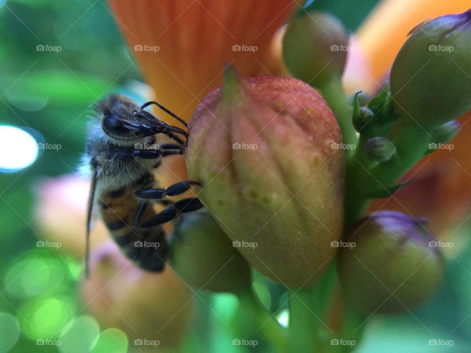 Bee on a trumpet vine flower