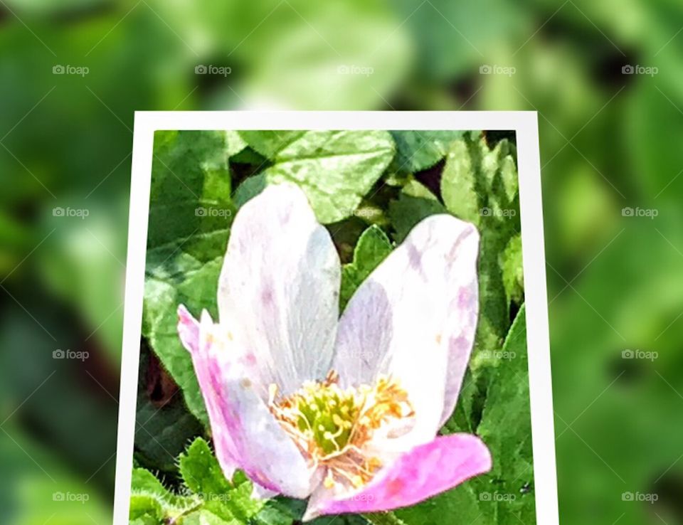 Wood Anemone on display