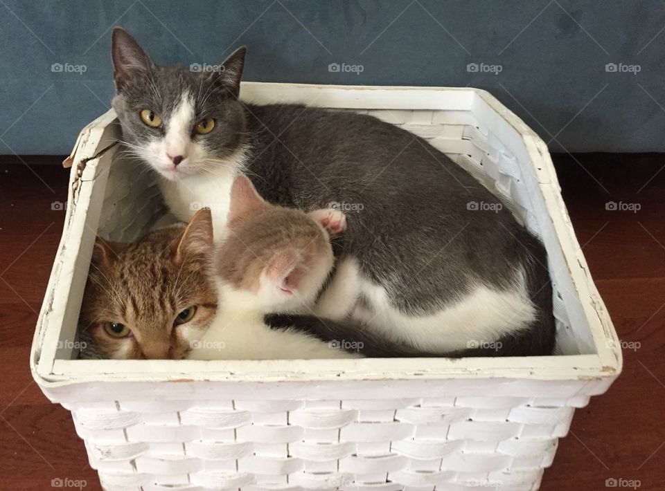 Family of cats in a basket