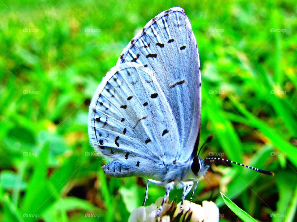 Butterflies,insects,blue 