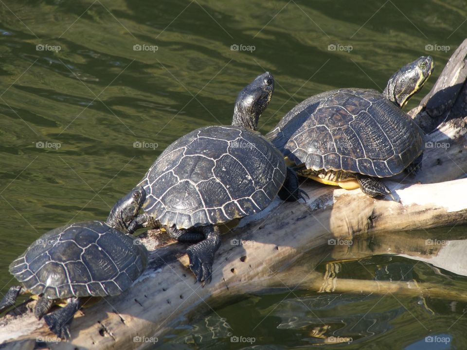 Turtles basking in the sun - Elements of odds photos using that psychological condition of the human brain in order to make some really interesting and pleasant composition