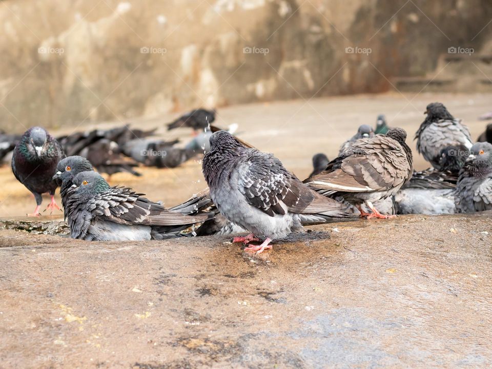 Pigeons are taking baths for relief from heat