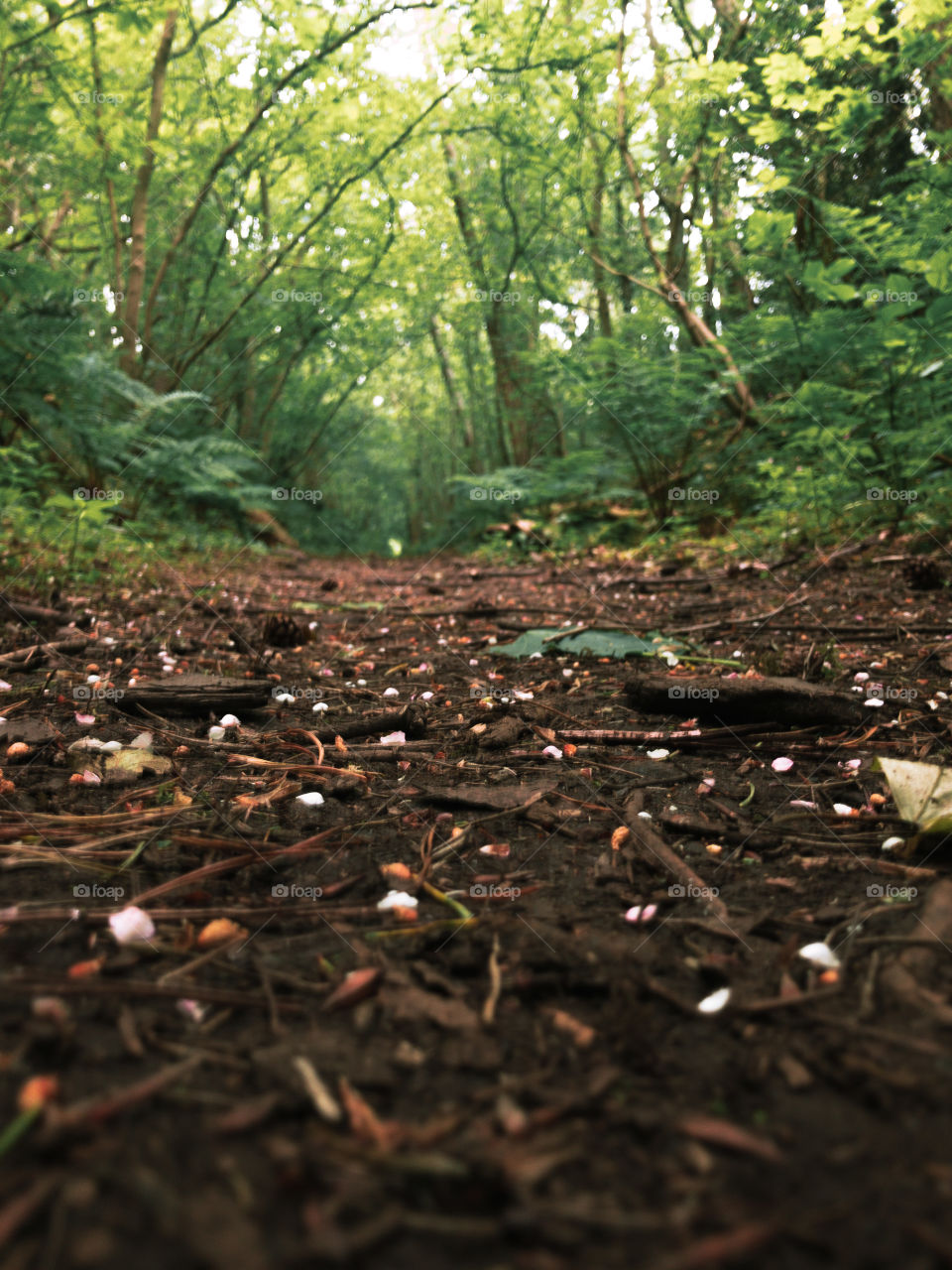 Forest floor 