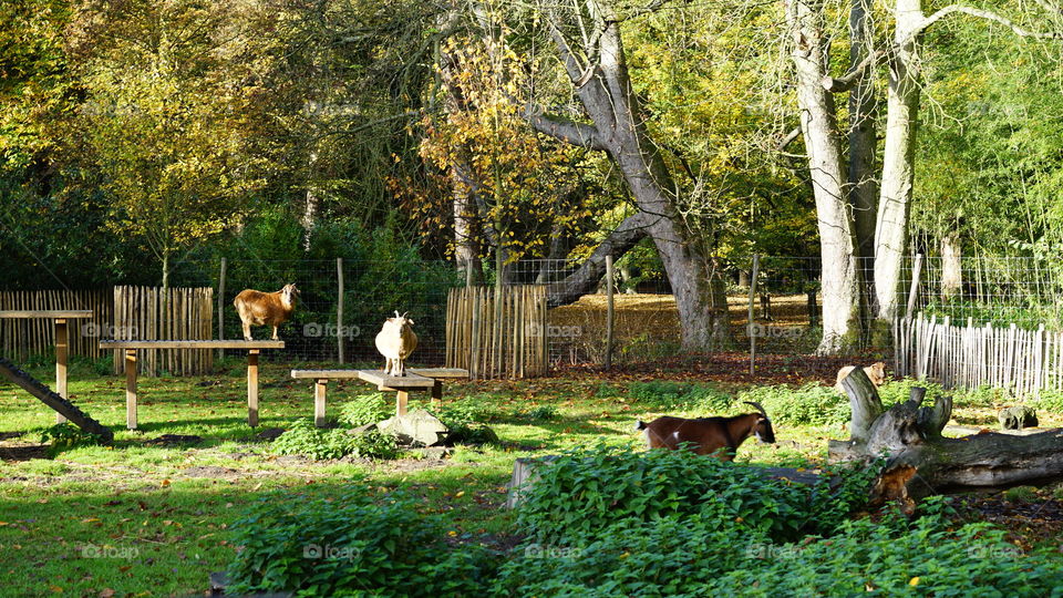 Animals in a park in Antwerp