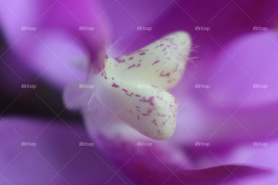 close-up of orchids flower