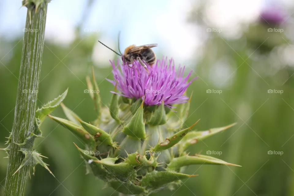 Bee