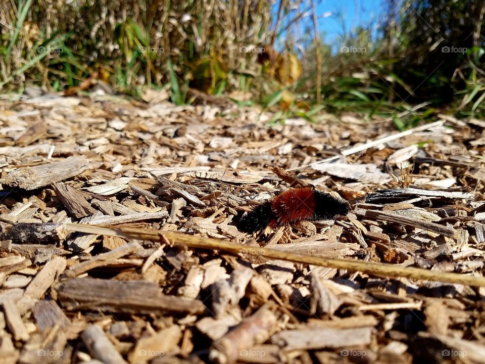 Caterpillar