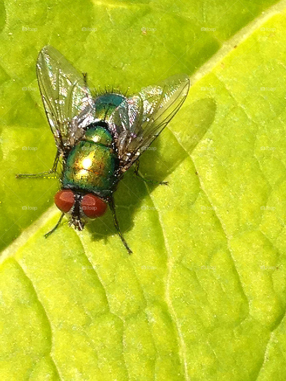 garden sommar summer insect by elluca